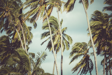 Fototapeta na wymiar Vintage toned picture of palms silhouettes against sunrise.