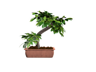 bonsai