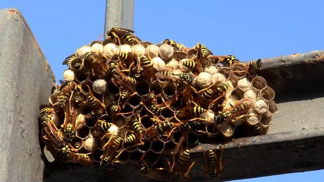 Nido di vespe-Wasp nest