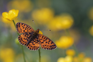 Obraz premium Heath fritillary - Melitaea athalia on Flowering Ranunculus - buttercups, spearworts, water crowfoots