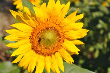 Girasole con ape