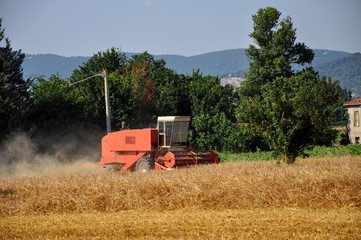 Obraz premium Mietre il grano