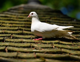 A white dove in England in the summertime