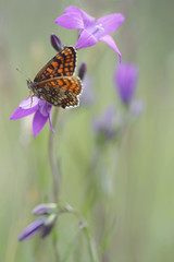 Bellflower (Campanula) with butterfly and nature medow beckground