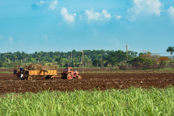 Fototapeta premium Kuba Zuckerrohrernte im Landesinneren