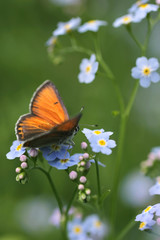 Purple-edged Copper butterfly (Lycaena hippothoe) on Forget-me-not flower (Myosotis arvensis)