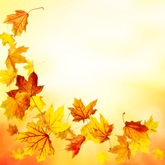 Naklejka na ściany i meble Autumnal background with falling maple leaves 