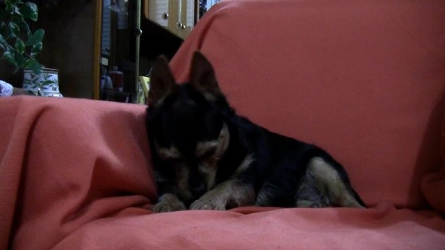 Cagnolina sul divano-dog on the couch