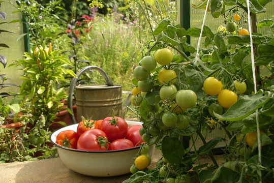 Red, yellow and green tomatoes in the greenhouse