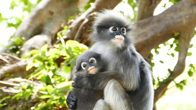 Spectacled langurs with baby on the tree at rain forest, concept slow motion.