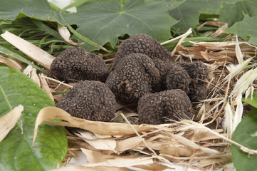 Freshly harvested black truffle