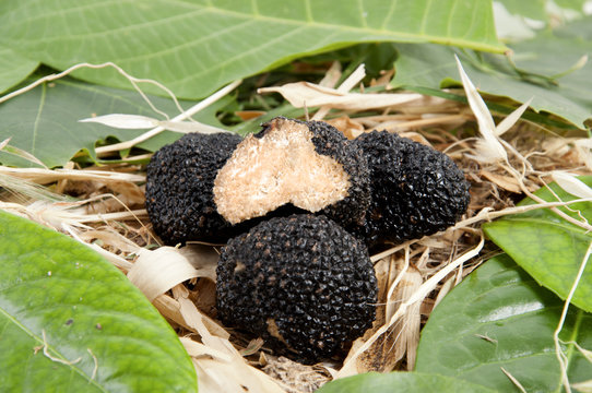 Freshly harvested black truffle