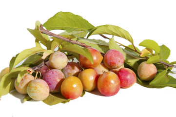 yellow plums on branch with verdigris