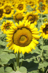 Fototapeta premium sunflower crocheted