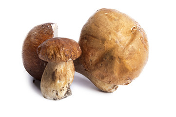 mushrooms-finghi porcini