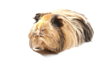 piglet, d'india, mesciato,