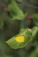 Black-veined White butterfly, Aporia crataegi Eggs on Green Leaf Close-up