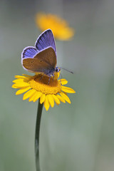 Mazarine Blue butterfly (Cyaniris semiargus) and yellow chamomile flower