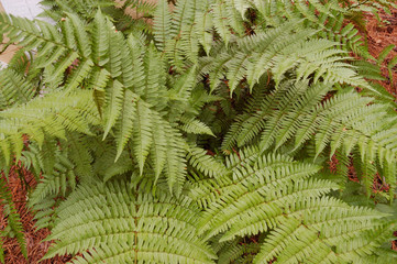 Giant Fern looking down the center