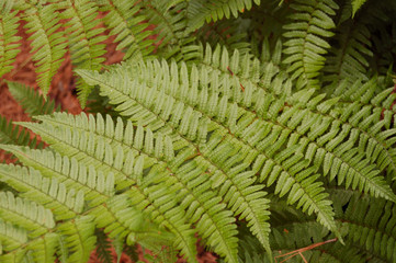 Green Fern single Branch