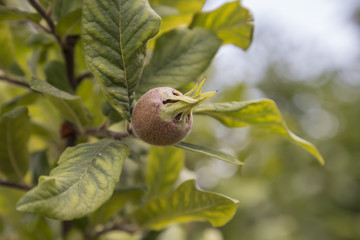 Branch with medlar, medlar growing