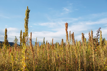 Quinoa plantation (Chenopodium quinoa)