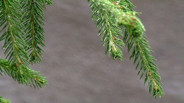 rain and pine branch with change focus on the road