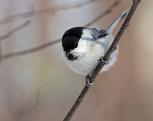 Willow Tit on the branch