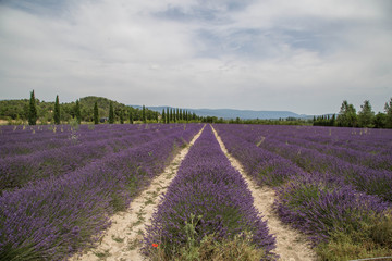 Fototapeta na wymiar Provence Landschaft mit duftenden Lavendelfeldern