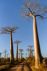 Fototapeta na wymiar Baobab trees