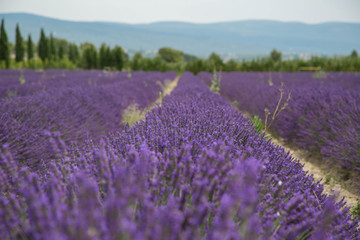 Provence Landschaft mit duftenden Lavendelfeldern