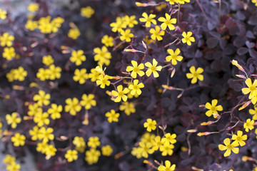 Fototapeta na wymiar close up of yellow flowers in full bloom