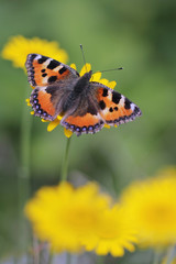 Small tortoiseshell butterfly