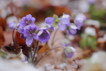 Hepatica nobilis - Common Hepatica, liverwort, kidneywort, pennywort, Anemone hepatica