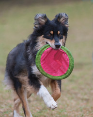 Enthusiastic Border Collie dog runs with the frisbee.