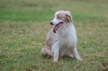 Australian Shepard taking a break looking left.