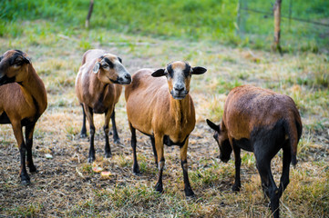 Naklejka na ściany i meble A flock of curious Barbado Blackbelly Sheep
