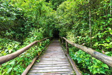 wood bridge for a walk on evergreen forest Located on altitude