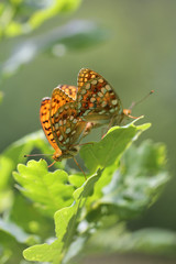 Green oak leaves with butterflies High Brown Fritillary