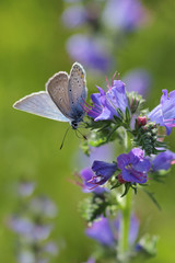 Common Blue butterfly - polyommatus icarus on Echium vulgare (Viper's Bugloss or Blueweed ) - makro photo