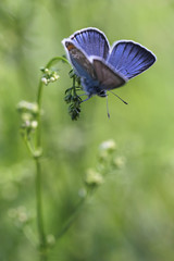 Fototapeta premium Common Blue butterfly - polyommatus icarus