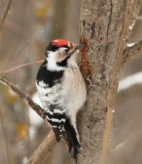 Lesser Spotted Woodpecker