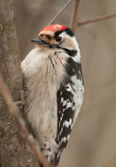Lesser Spotted Woodpecker