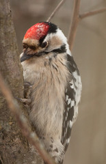 Lesser Spotted Woodpecker
