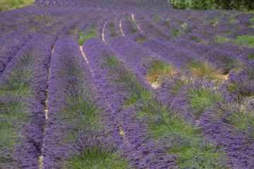 Provence Landschaft mit duftenden Lavendelfeldern