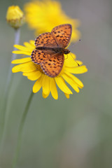 butterfly Lesser Marbled Fritillary (Brenthis ino) on yellow flowers