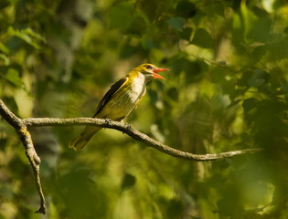 Singing Golden Oriole