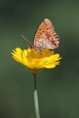 butterfly Lesser Marbled Fritillary (Brenthis ino) on yellow flowers