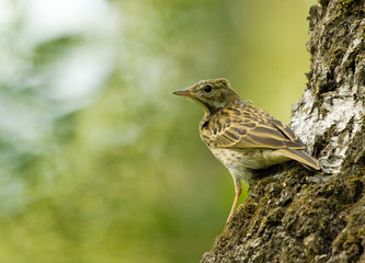 Tree Pipit