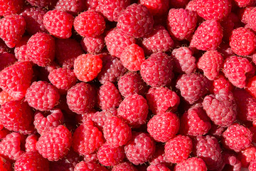 Lots of ripe red raspberries background